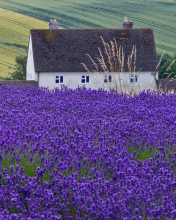 Fondo de pantalla House In Lavender Field 176x220