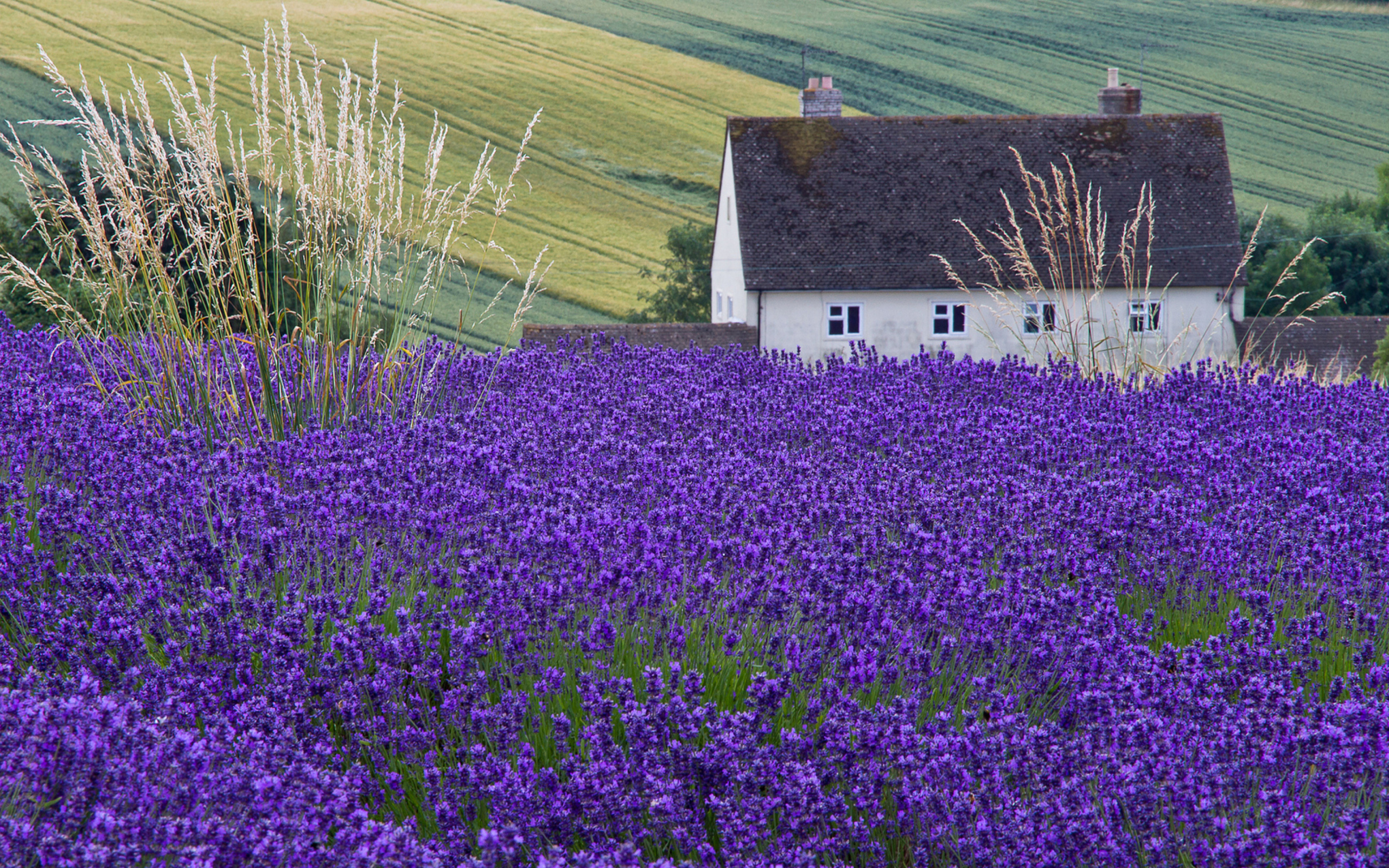 House In Lavender Field wallpaper 2560x1600