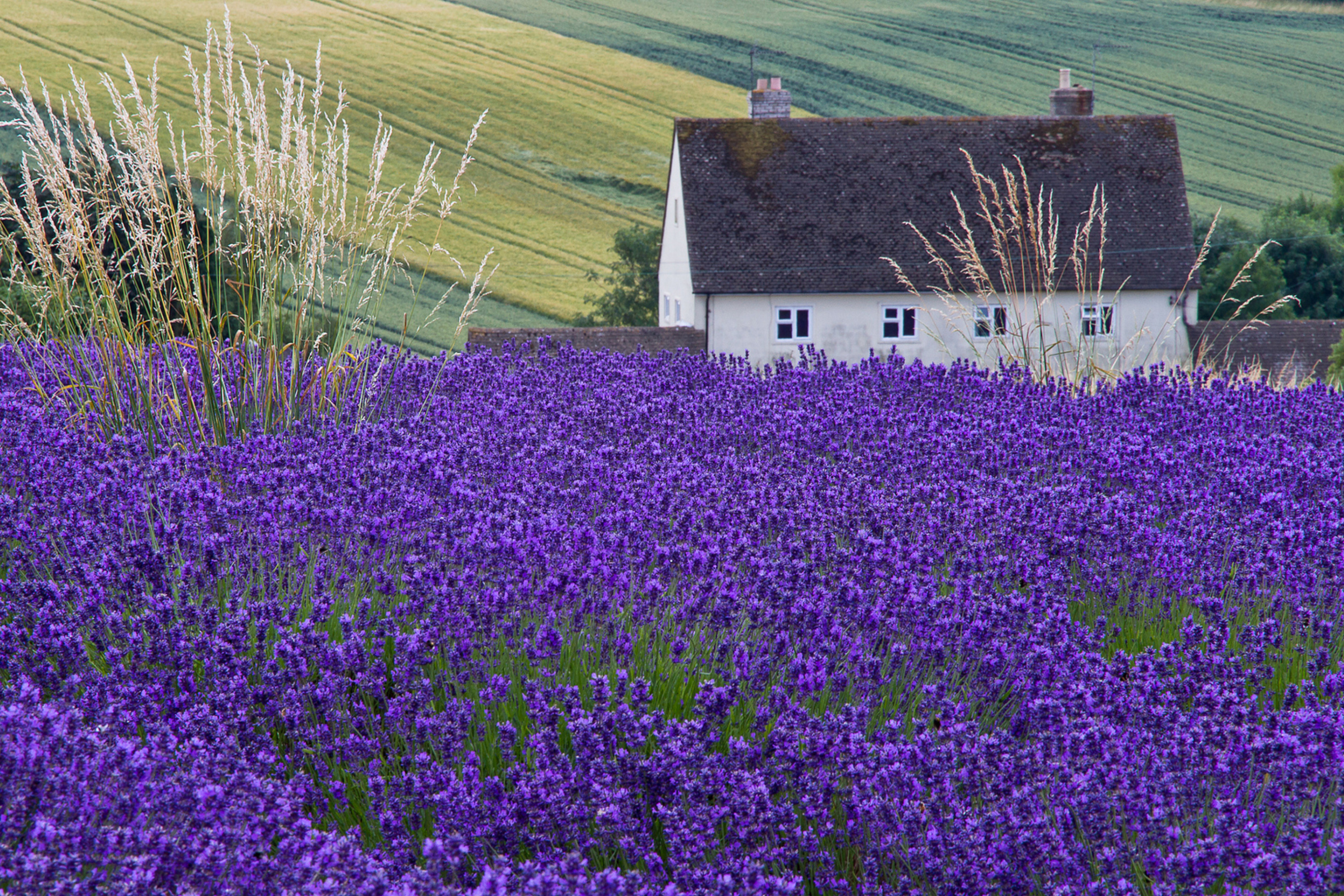 House In Lavender Field wallpaper 2880x1920