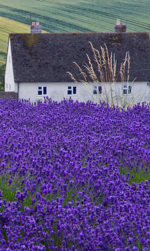 Обои House In Lavender Field 480x800