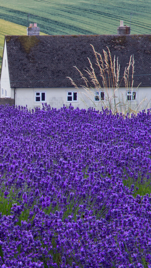 Das House In Lavender Field Wallpaper 640x1136