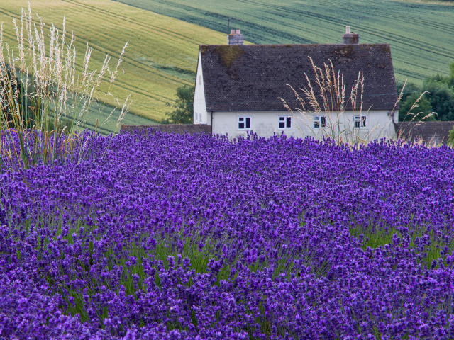 House In Lavender Field wallpaper 640x480