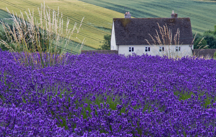 Sfondi House In Lavender Field