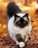 Das Siamese autumn cat Wallpaper 128x160