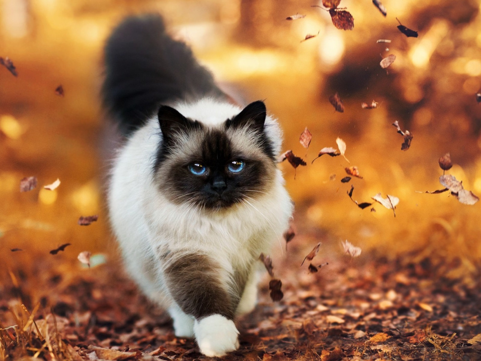 Siamese autumn cat wallpaper 1600x1200