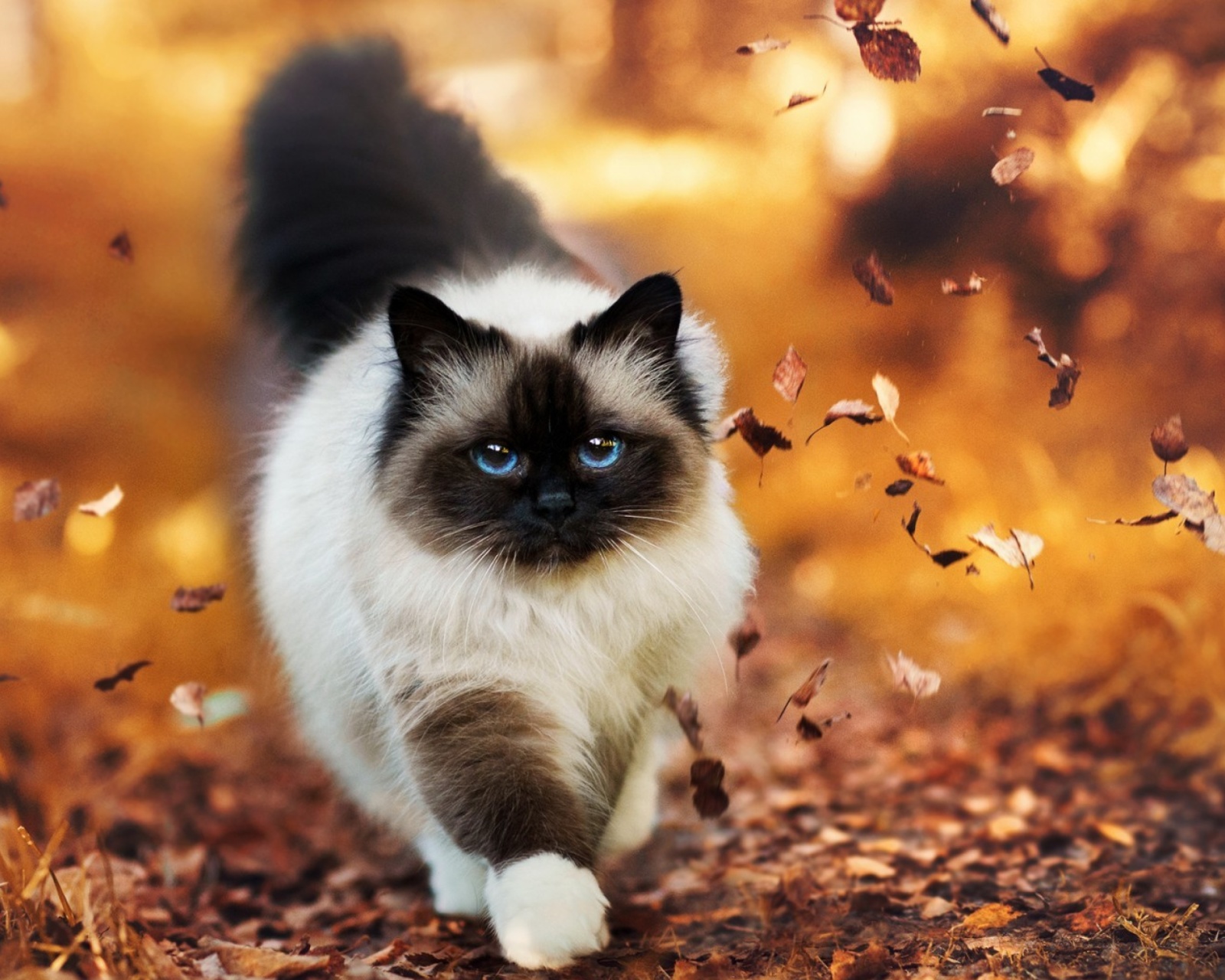 Screenshot №1 pro téma Siamese autumn cat 1600x1280