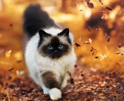 Sfondi Siamese autumn cat 176x144