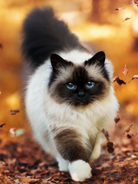 Das Siamese autumn cat Wallpaper 480x640