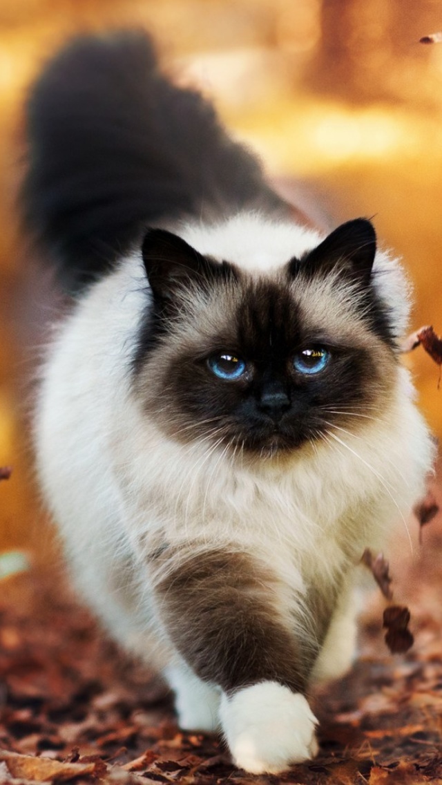 Das Siamese autumn cat Wallpaper 640x1136