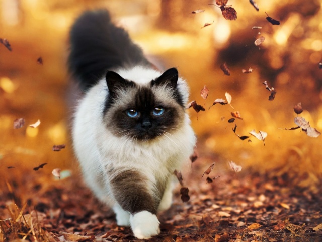 Das Siamese autumn cat Wallpaper 640x480