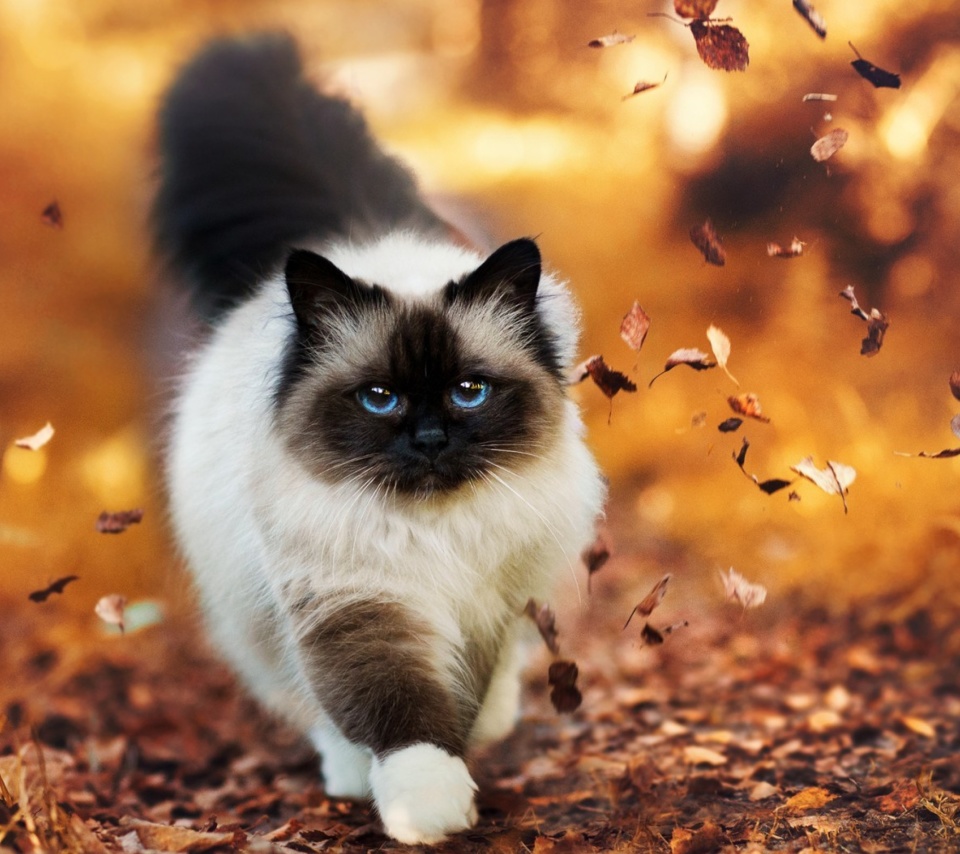 Обои Siamese autumn cat 960x854