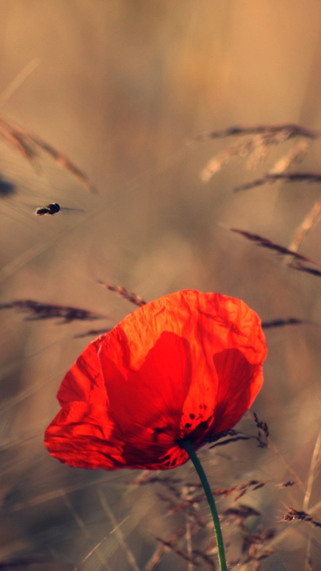 Обои Beautiful Poppy 1080x1920