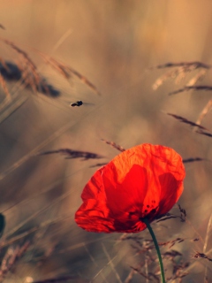 Beautiful Poppy wallpaper 240x320