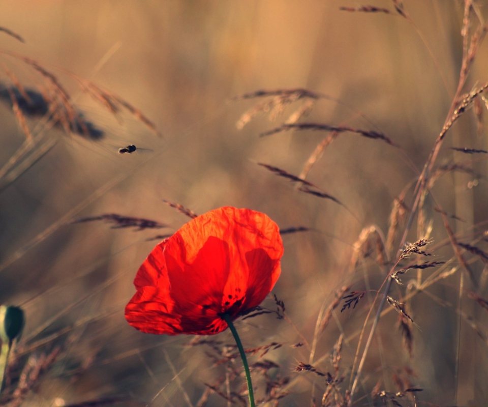 Обои Beautiful Poppy 960x800