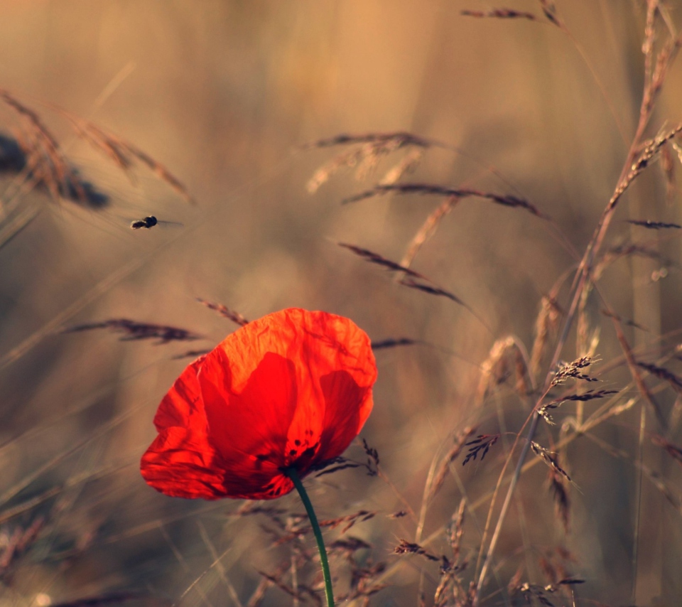 Fondo de pantalla Beautiful Poppy 960x854