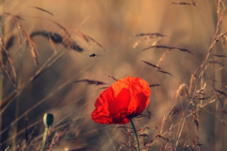Beautiful Poppy Background for Android, iPhone and iPad