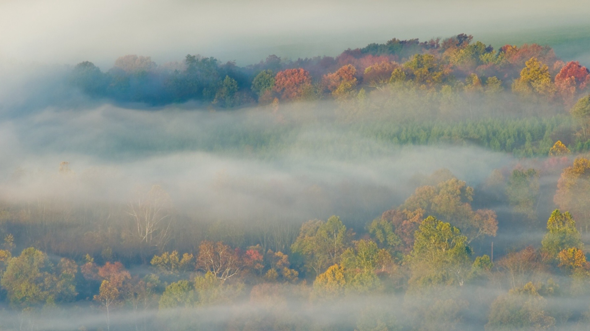 Sfondi Foggy Forest 1920x1080