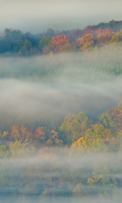 Fondo de pantalla Foggy Forest 240x400