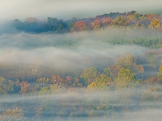 Foggy Forest wallpaper 320x240