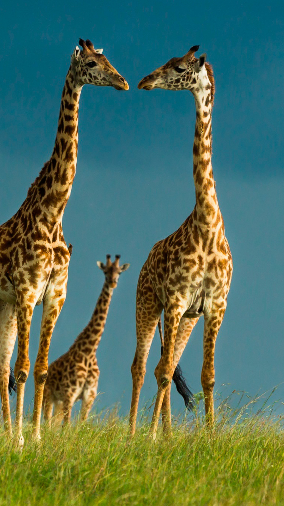 Giraffes Family wallpaper 1080x1920