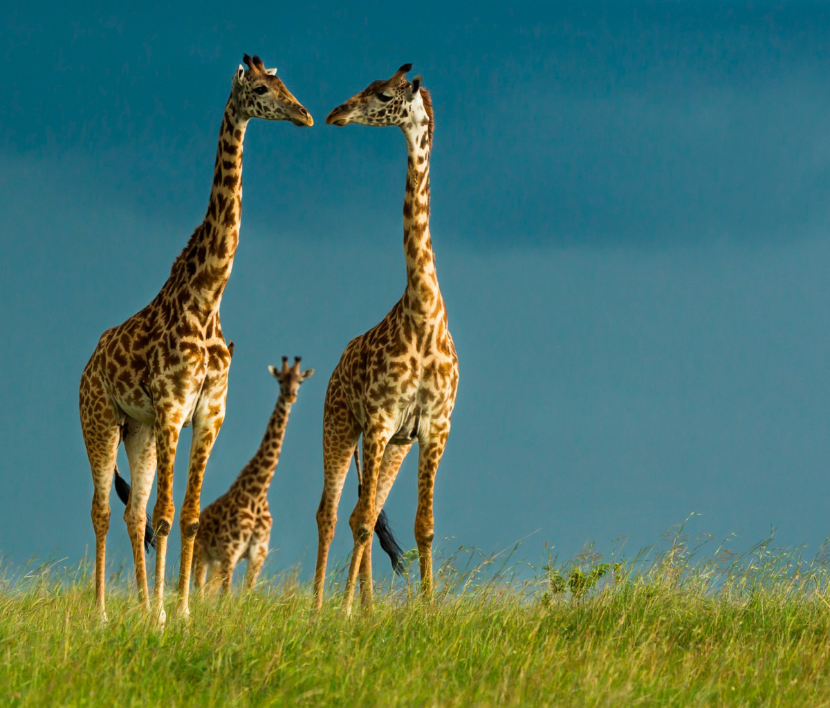 Fondo de pantalla Giraffes Family 1200x1024