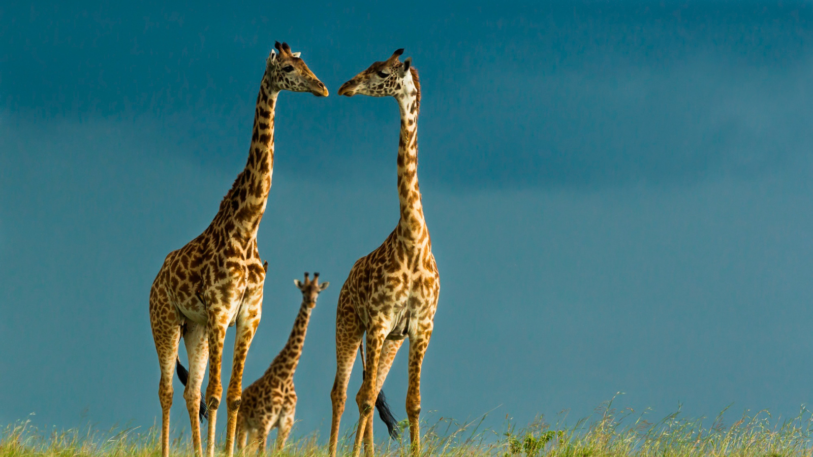Обои Giraffes Family 1600x900