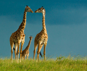 Das Giraffes Family Wallpaper 176x144