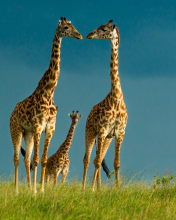 Обои Giraffes Family 176x220