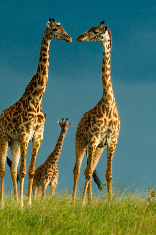 Das Giraffes Family Wallpaper 320x480