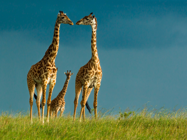 Giraffes Family wallpaper 640x480