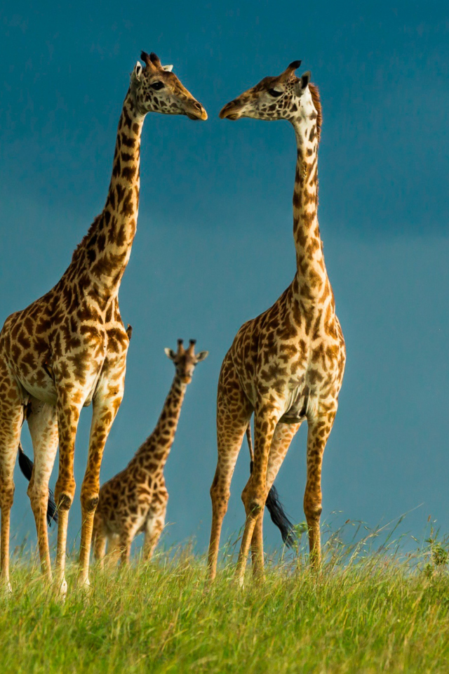 Fondo de pantalla Giraffes Family 640x960