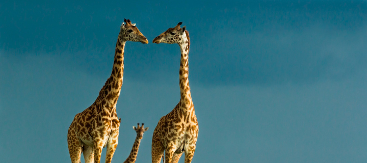 Das Giraffes Family Wallpaper 720x320