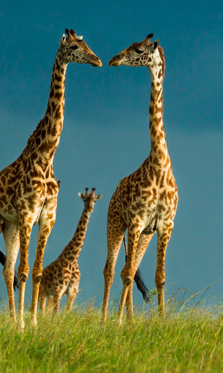 Fondo de pantalla Giraffes Family 768x1280