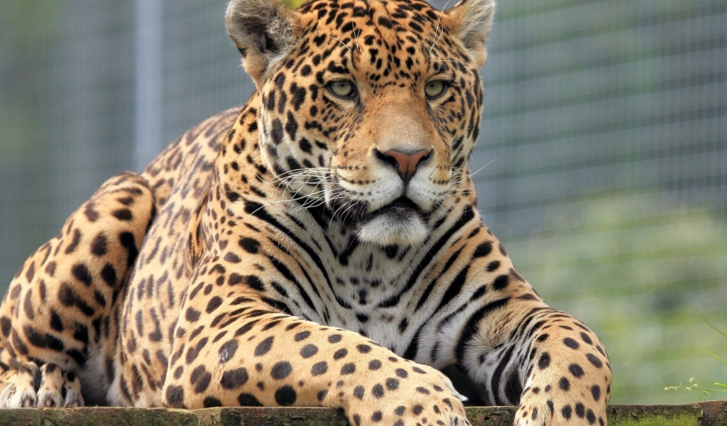 Fondo de pantalla Leopard in Botswana 1024x600