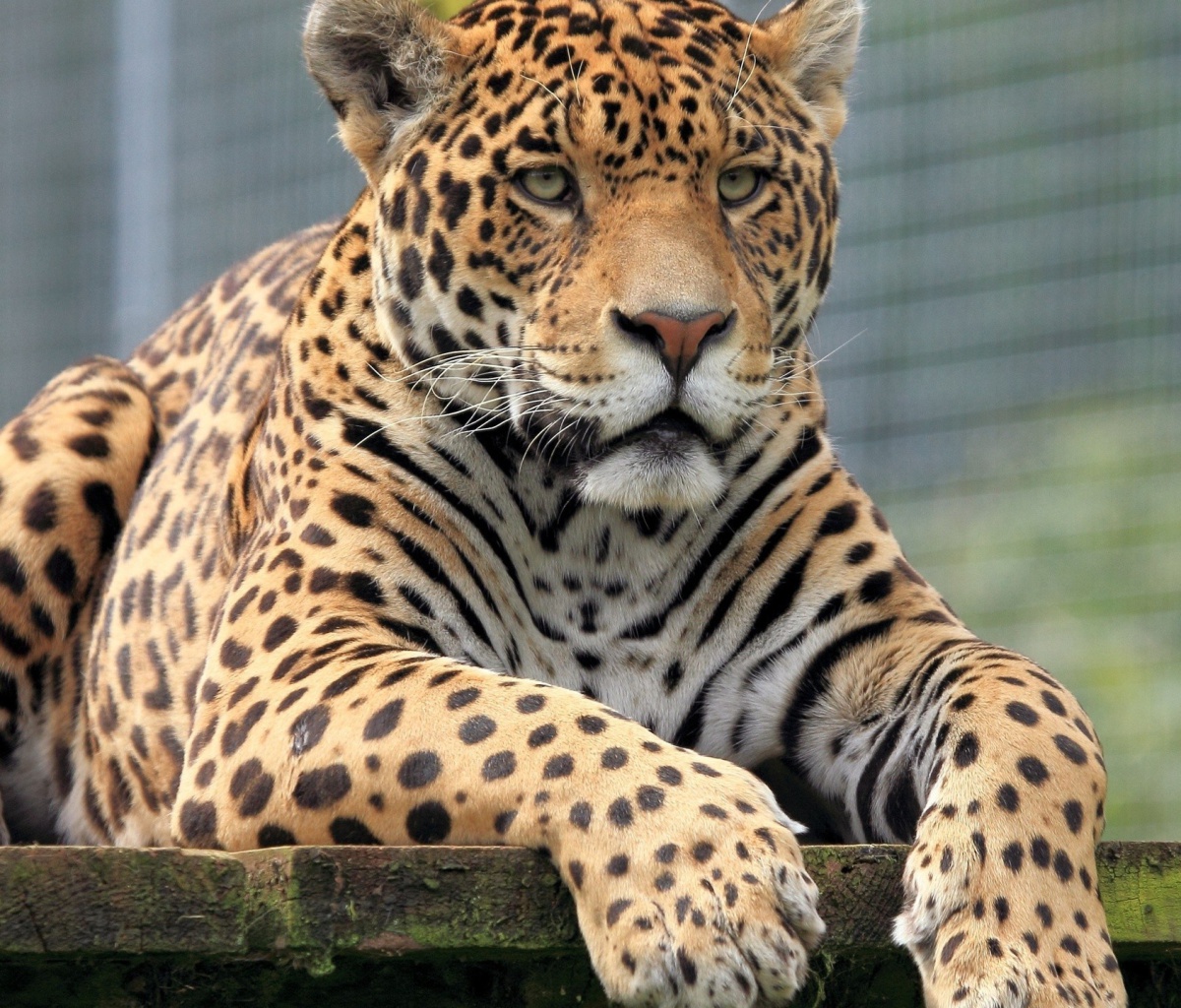 Fondo de pantalla Leopard in Botswana 1200x1024