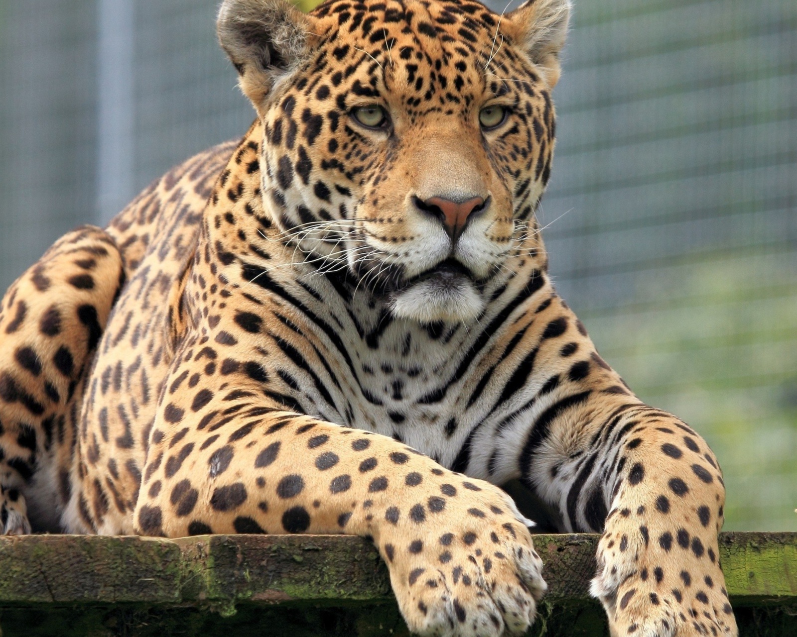 Leopard in Botswana screenshot #1 1600x1280
