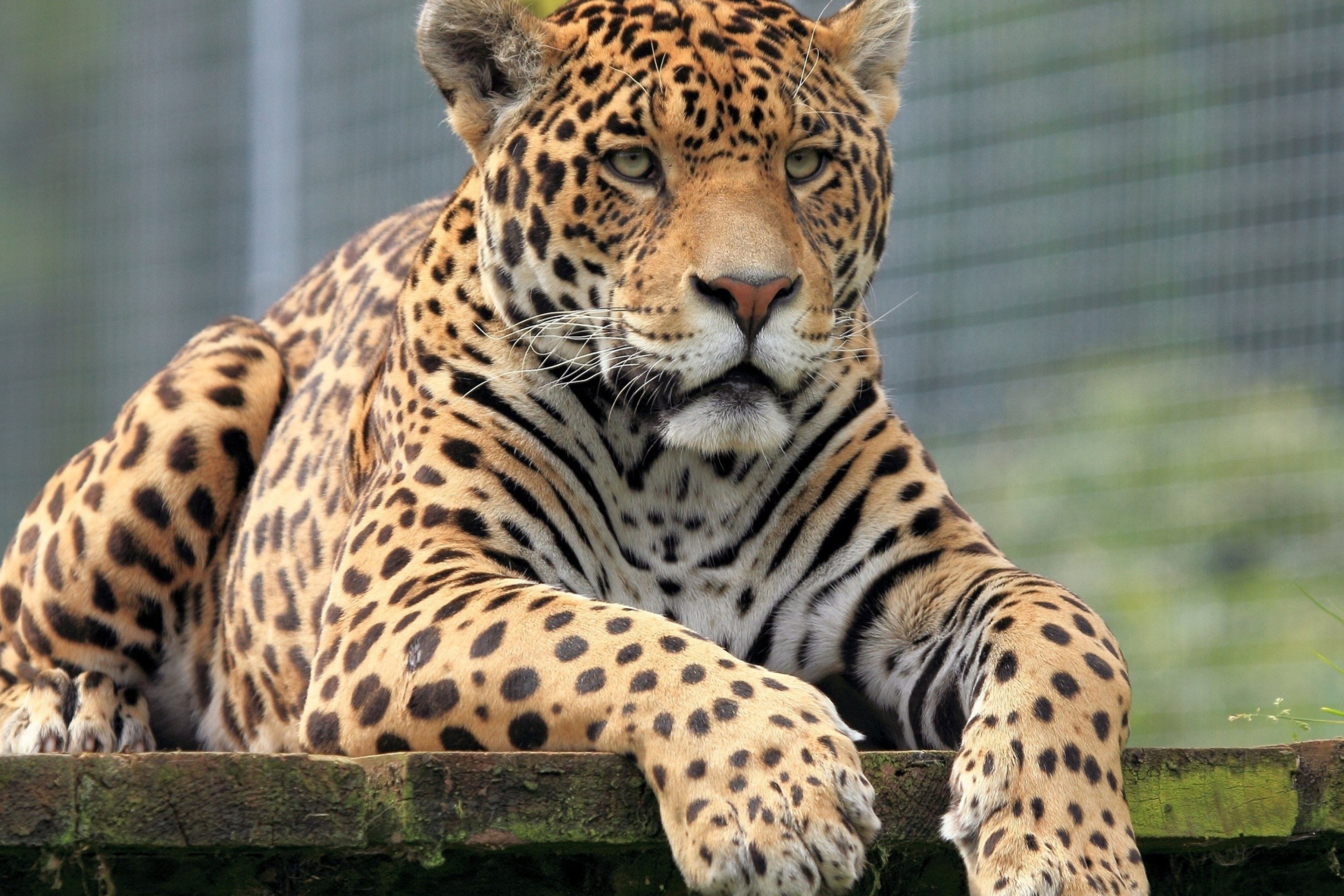 Fondo de pantalla Leopard in Botswana 2880x1920