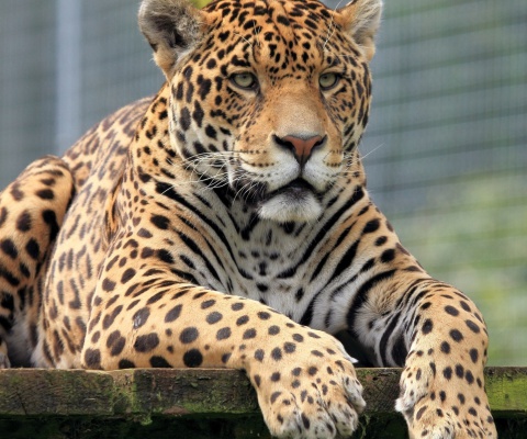 Fondo de pantalla Leopard in Botswana 480x400