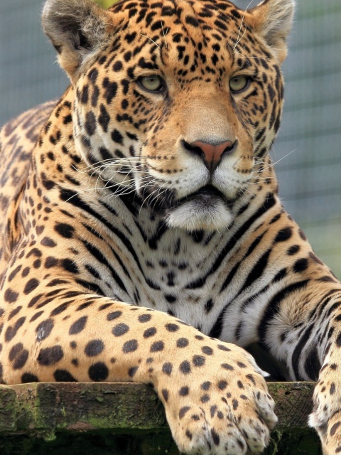 Leopard in Botswana wallpaper 480x640