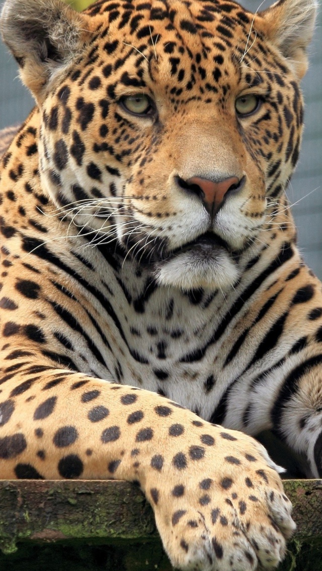 Fondo de pantalla Leopard in Botswana 640x1136