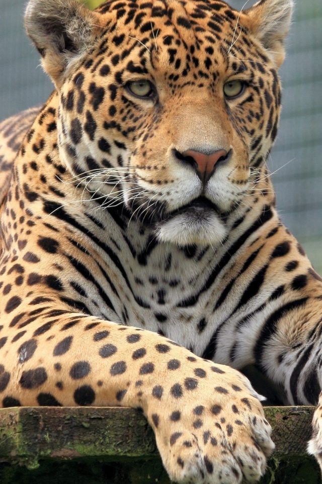 Leopard in Botswana wallpaper 640x960