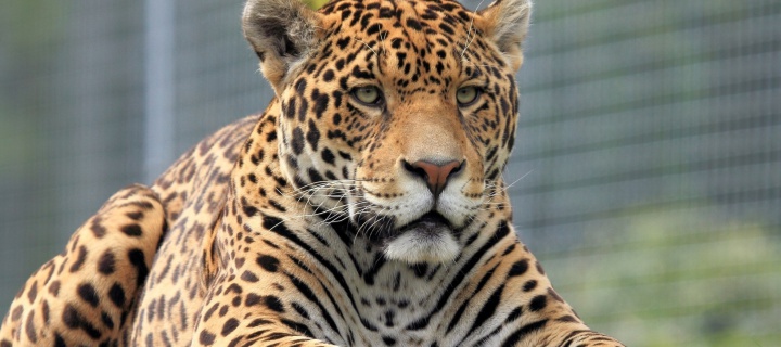 Fondo de pantalla Leopard in Botswana 720x320
