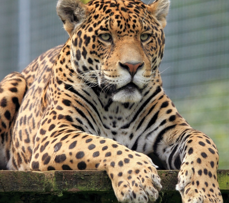 Fondo de pantalla Leopard in Botswana 960x854