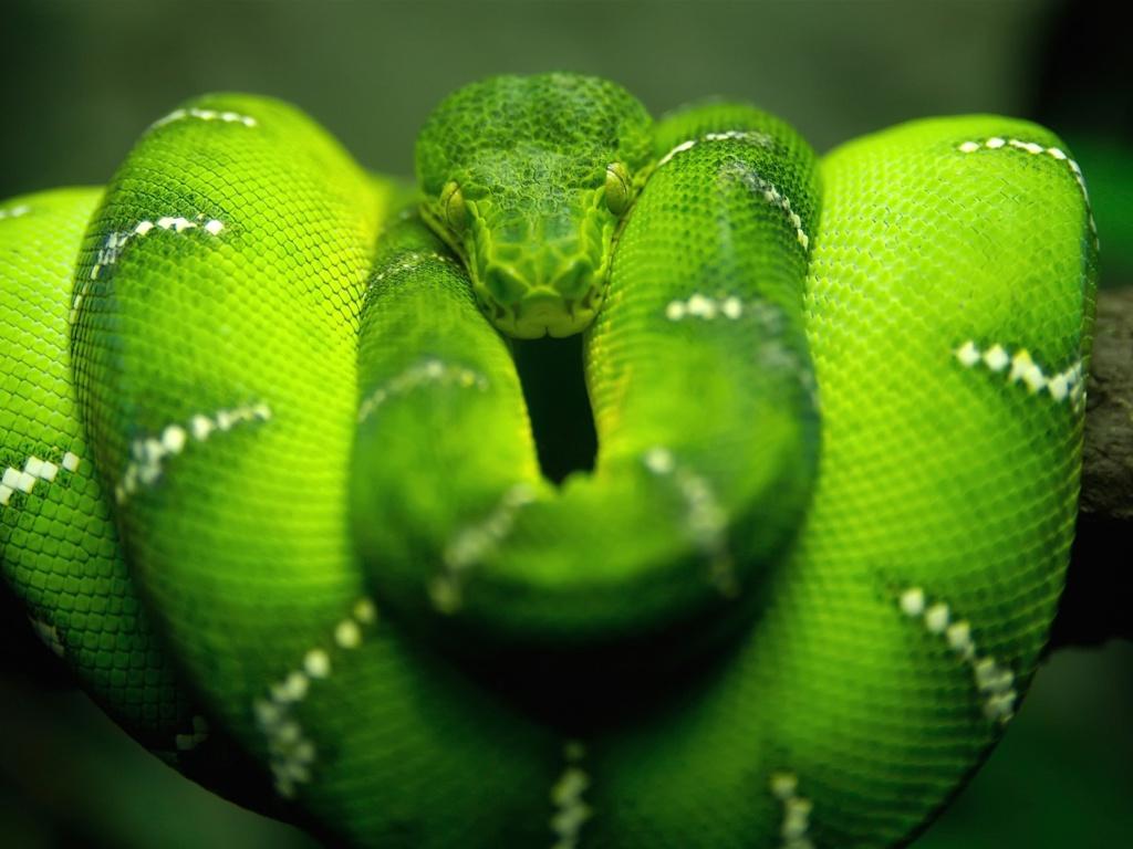 Green Python Snake wallpaper 1024x768