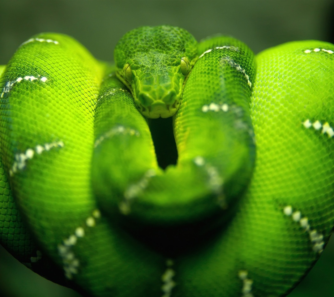 Fondo de pantalla Green Python Snake 1080x960