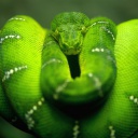 Fondo de pantalla Green Python Snake 128x128