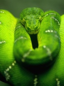 Fondo de pantalla Green Python Snake 132x176