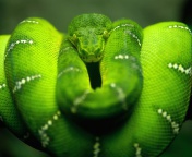 Green Python Snake screenshot #1 176x144