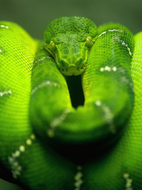 Fondo de pantalla Green Python Snake 480x640