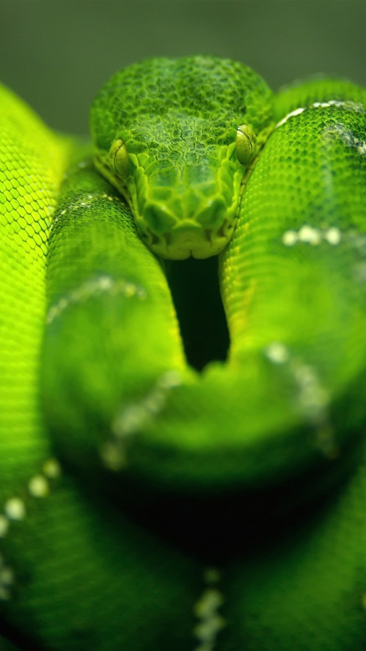 Fondo de pantalla Green Python Snake 750x1334